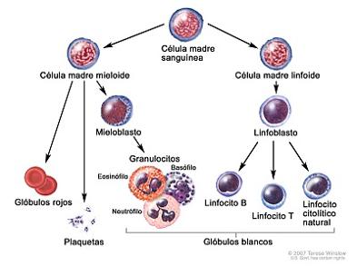 Imunologia Na Web imunologia-na-web